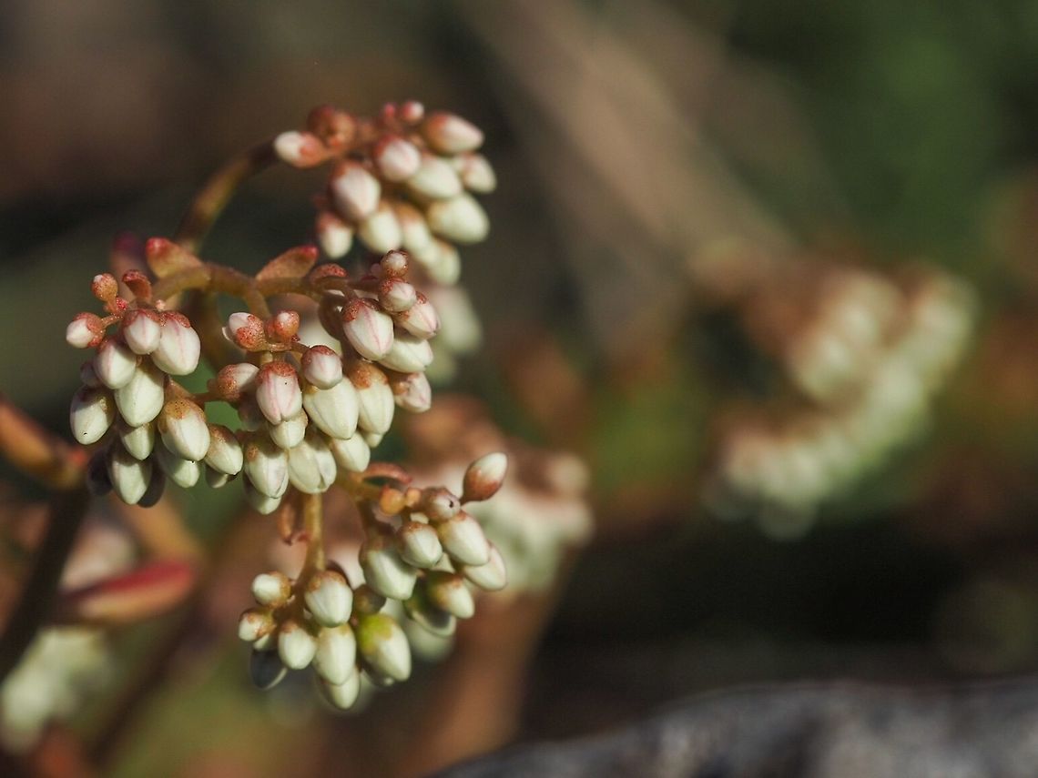 White Stonecrop (Sedum album) Waiting, rather impatiently, for them to open. Canada,Geotagged,Sedum album,Spring,White stonecrop