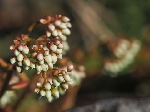 White Stonecrop (Sedum album) Waiting, rather impatiently, for them to open. Canada,Geotagged,Sedum album,Spring,White stonecrop