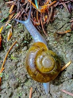 The Robust Lancetooth (Haplotrema vancouverense) Another interesting animal that is easily missed. The body colouration is quite striking. Canada,Geotagged,Haplotrema vancouverense,Spring