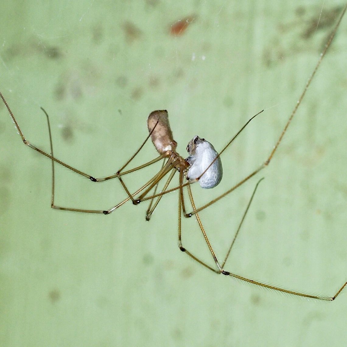 Snack Time, All Wrapped Up And Ready To Go! This Cellar spider (Pholcus phalangioides) is doing what this spider does where it does it... in a dark crawl space.  Canada,Geotagged,Longbodied cellar spider,Pholcus phalangioides,Spring