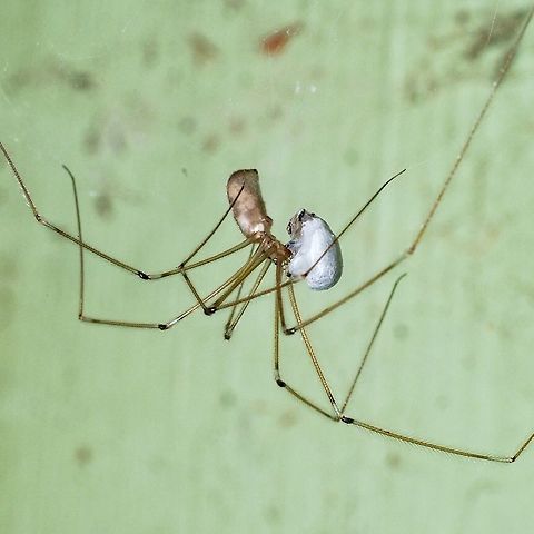 Snack Time, All Wrapped Up And Ready To Go! This Cellar spider (Pholcus phalangioides) is doing what this spider does where it does it... in a dark crawl space.  Canada,Geotagged,Longbodied cellar spider,Pholcus phalangioides,Spring