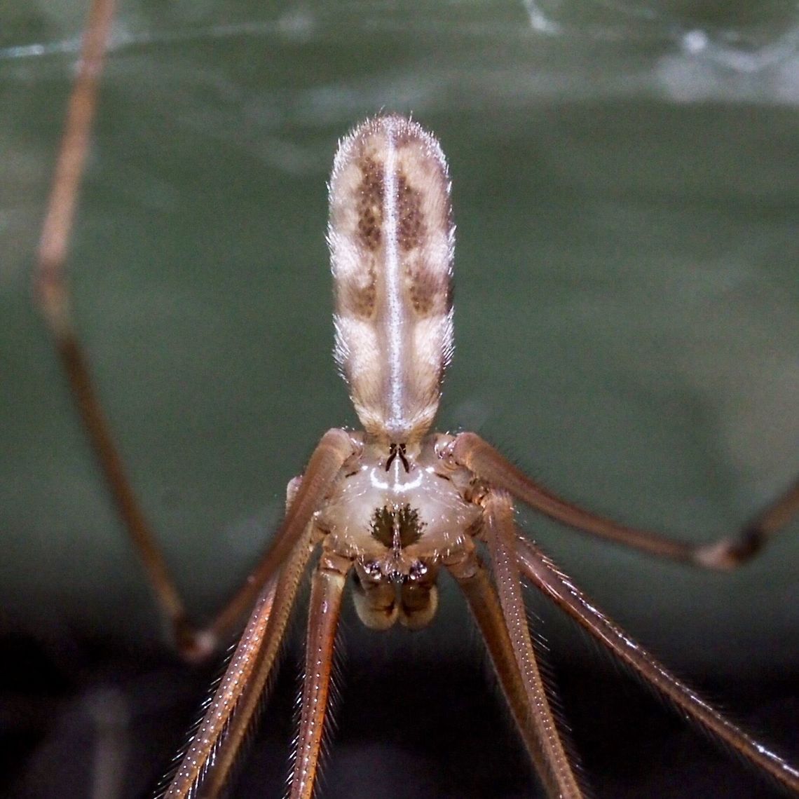 A Closeup of the Cephalothorax of Cellar Spider (Pholcus phalangioides) One can see why this spider also has the common name &ldquo;Skull Spider&rdquo;.  Canada,Geotagged,Longbodied cellar spider,Pholcus phalangioides,Spring