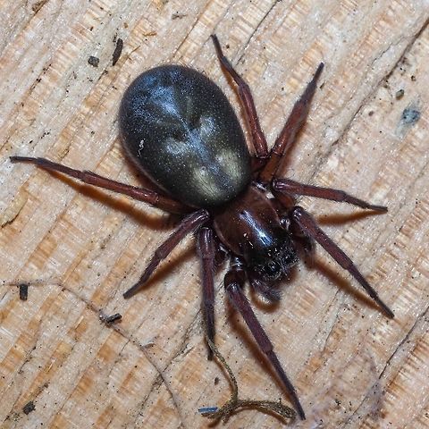 Hacklemesh Weaver (Callobius severus) This rather large, a little over 2cm across, was inhabiting our wood shed. It is sometimes referred to as a Hacklemesh Weaver. It definitely preferred the dark rather than the light crawling under the piece of wood rather than staying on the top. I believe this might be a female because of the extended abdomen and the small palps. Callobius severus,Canada,Geotagged,Spring