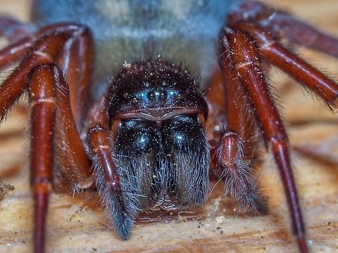 A Closeup of Callobius severus I am thinking that this fellow is a female because of the shape of the abdomen and the small palps. Without the use of the flash this photo would not have happened. Their bite is supposedly painful but this spider was more interested in heading for the dark underside of the piece of wood in our woodshed. Callobius severus,Canada,Geotagged,Spring