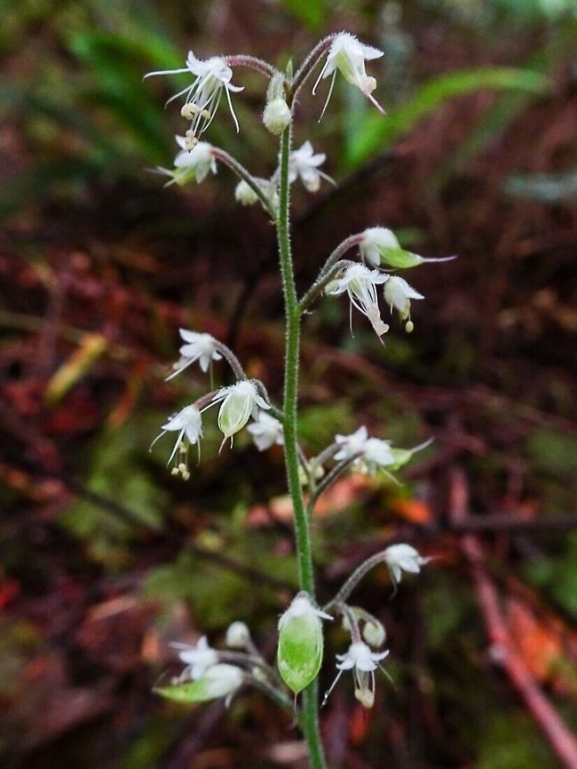 Foam Flower (Tiarella trifoliata) This flower loves moisture, darkness and being beside a stream. Considering where it was photographed, coastal British Columbia, it more than likely is Tiarella trifoliata var. laciniata. Canada,Geotagged,Spring,Tiarella trifoliata