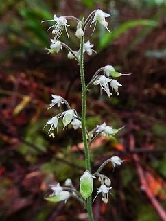 Foam Flower (Tiarella trifoliata) This flower loves moisture, darkness and being beside a stream. Considering where it was photographed, coastal British Columbia, it more than likely is Tiarella trifoliata var. laciniata. Canada,Geotagged,Spring,Tiarella trifoliata