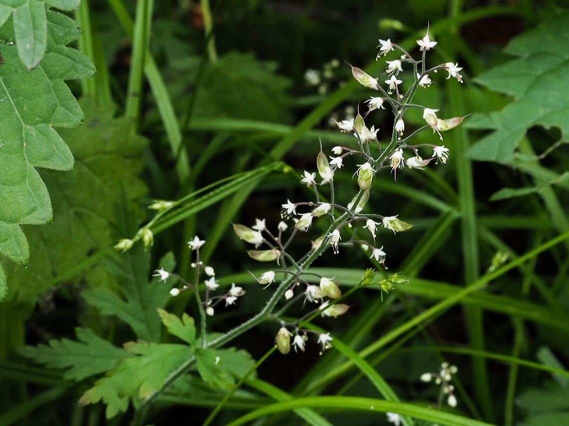 Tiarella trifoliata I decided to go back with another camera. This photo presents a view of most of the plant. Threeleaf foamflower,Tiarella trifoliata