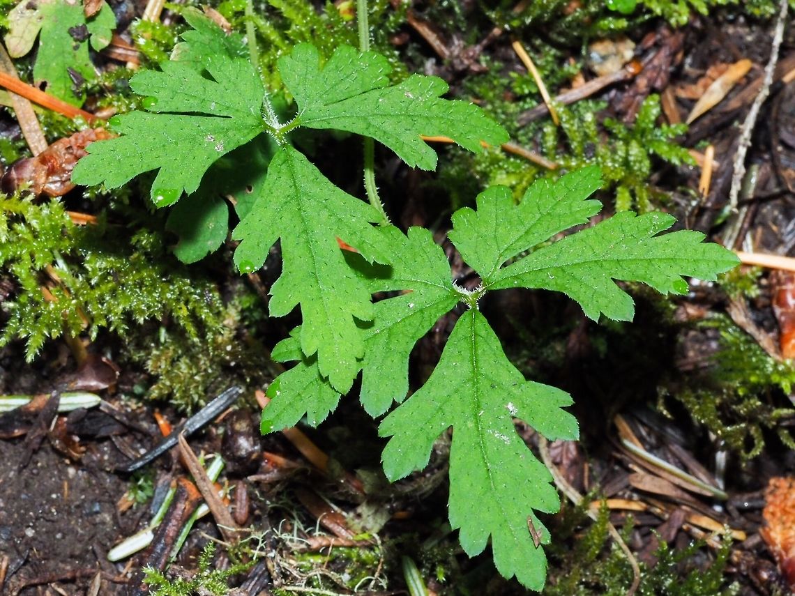 The Leaves of Tiarella trifoliata This photo shows the deeply lobed leaves of Tiarella trifoliata var. laciniata. Canada,Geotagged,Spring,Threeleaf foamflower,Tiarella trifoliata