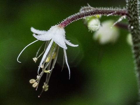 Closeup of the Flower of Tiarella trifoliata A delicate white miniature star usually seen against the background of the dark forest floor. Threeleaf foamflower,Tiarella trifoliata