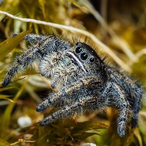 Bronze Jumper (Eris militaris) a guess! This fellow decided to join us for lunch. The ID is an educated guess using the available information. So many spiders, so little time! Canada,Eris militaris,Geotagged,Spring