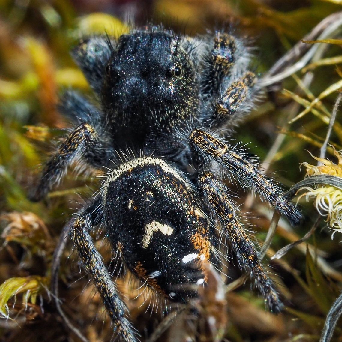 A Bronze Jumper (Eris militaris) I hope! A top view of an uninvited but interesting lunch guest. And, yes, I too am wondering about my identification. Any help would be appreciated. Canada,Eris militaris,Geotagged,Spring