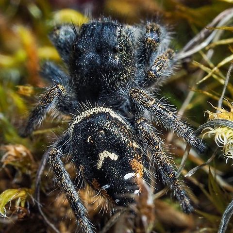 A Bronze Jumper (Eris militaris) I hope! A top view of an uninvited but interesting lunch guest. And, yes, I too am wondering about my identification. Any help would be appreciated. Canada,Eris militaris,Geotagged,Spring