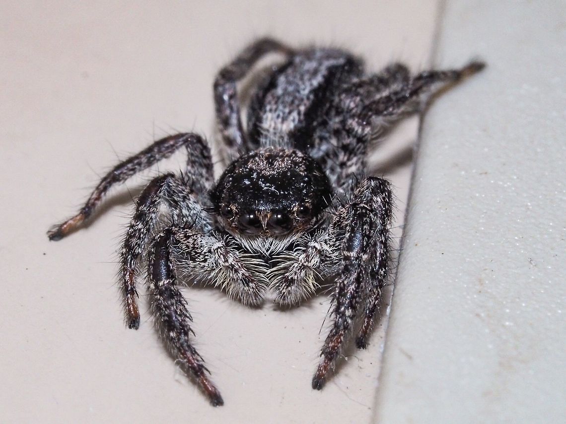 A Bedroom Watcher (Platycryptus californicus) This fellow was watching from our bedroom wall. Waiting!   Canada,Geotagged,Platycryptus californicus,Spring