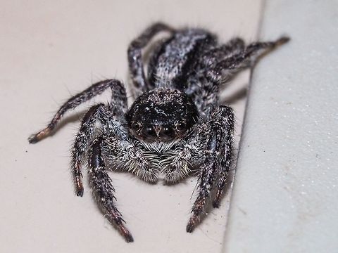 A Bedroom Watcher (Platycryptus californicus) This fellow was watching from our bedroom wall. Waiting!   Canada,Geotagged,Platycryptus californicus,Spring