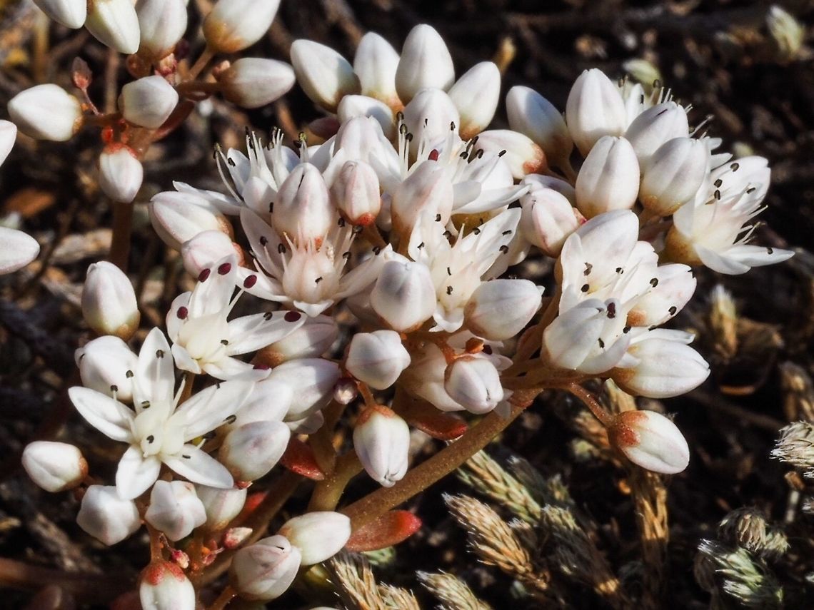 White Stonecrop (Sedum album) Blossoms The flowers have finally opened! Canada,Geotagged,Sedum album,Spring,White stonecrop