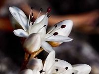 A Closeup of White Stonecrop (Sedum album) Flowers Once again, a very pretty flower easily overlooked because of the size! Canada,Geotagged,Sedum album,Spring,White stonecrop