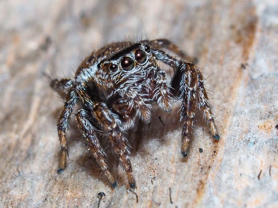 The “Face” of Evarcha proszynskii I have to give a shoutout and thanks to Wayne Maddison at UBC for identifying this spider for me. Wayne&rsquo;s lab at UBC focuses on jumping spider systematics and evolution. See also the full body photo of this spider. Canada,Evarcha proszynskii,Geotagged,Spring