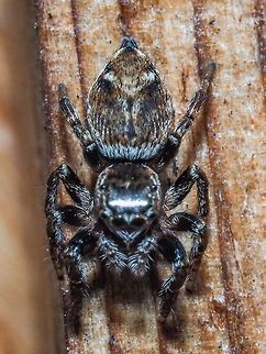 Evarcha proszynskii, the Whole Jumping Spider Once again thanks to Wayne Maddison at UBC for the ID of this spider!     Evarcha proszynskii