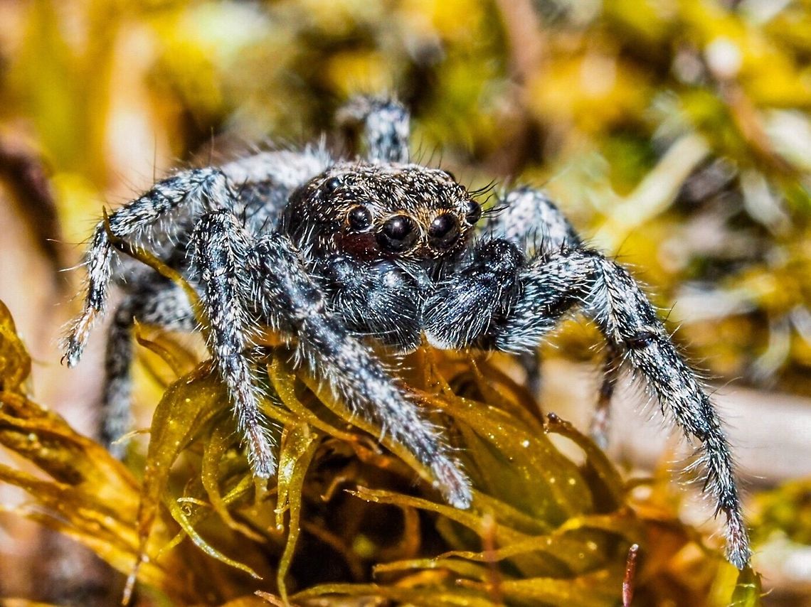 Platycryptus californicus This fellow literally &ldquo;dropped in&rdquo; while I was walking out the back door. It stuck around long enough for me to get a few portraits!      Canada,Geotagged,Platycryptus californicus,Summer