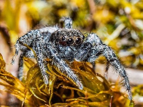 Platycryptus californicus This fellow literally &ldquo;dropped in&rdquo; while I was walking out the back door. It stuck around long enough for me to get a few portraits!      Canada,Geotagged,Platycryptus californicus,Summer