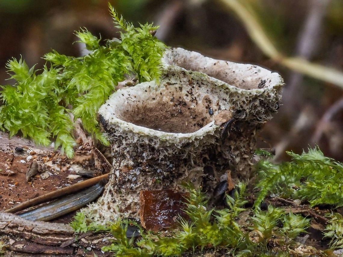 Empty Nest! Bird’s Nest Fungus (Nidula niveotomentosa) I now know that this fungus produces it&rsquo;s &ldquo;eggs&rdquo; in the winter. I will try and remember that fact come the winter! But even now they are an interesting photographic subject. Canada,Geotagged,Nidula niveotomentosa,Summer