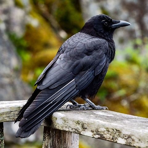 A New Found Friend, A Northwestern Crow (Corvis caurinus) This fellow has realized that there are always peanuts in my pocket! He has quickly become my new BFF. Fortunately enough for both of us there is an abundant supply of food available on the surrounding beach and he spends most of the day foraging there. Canada,Corvus caurinus,Geotagged,Northwestern crow,Summer
