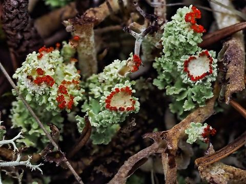 Floral Pixie (Cladonia bellidiflora) This photo is a result of in camera focus stacking of eight images. After searching and searching this species, C. bellidiflora, of Cladonia is the only one that seems to agree with identifiable characteristics of this lichen. The e-flora of BC website has indicated that this species is in my area. Canada,Cladonia bellidiflora,Geotagged,Summer
