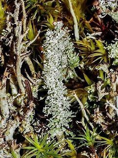 A single podecia of Cladonia bellidiflora One can just see the red apothecia forming.  Canada,Cladonia bellidiflora,Geotagged,Summer