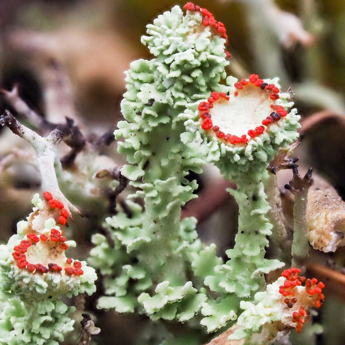 Closeup of Floral Pixie Lichen (Cladonia bellidiflora) The red apothecia and ice blue podecia are quite evident. Please see   <a href="https://www.for.gov.bc.ca/hfd/pubs/docs/Srs/Srs09/09Part04.pdf" rel="nofollow">https://www.for.gov.bc.ca/hfd/pubs/docs/Srs/Srs09/09Part04.pdf</a> Canada,Cladonia bellidiflora,Geotagged,Summer