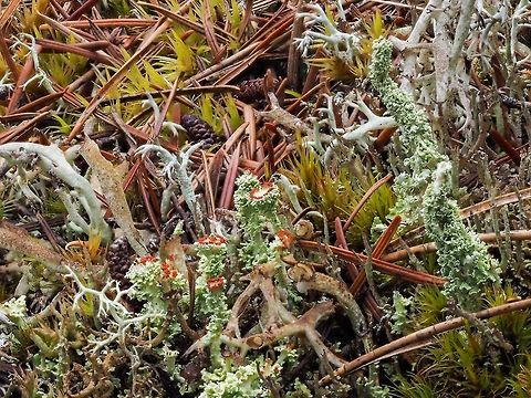 Floral Pixie, a Cup Lichen (Cladonia bellidiflora) The environment that this lichen grows in.      Canada,Cladonia bellidiflora,Geotagged,Summer