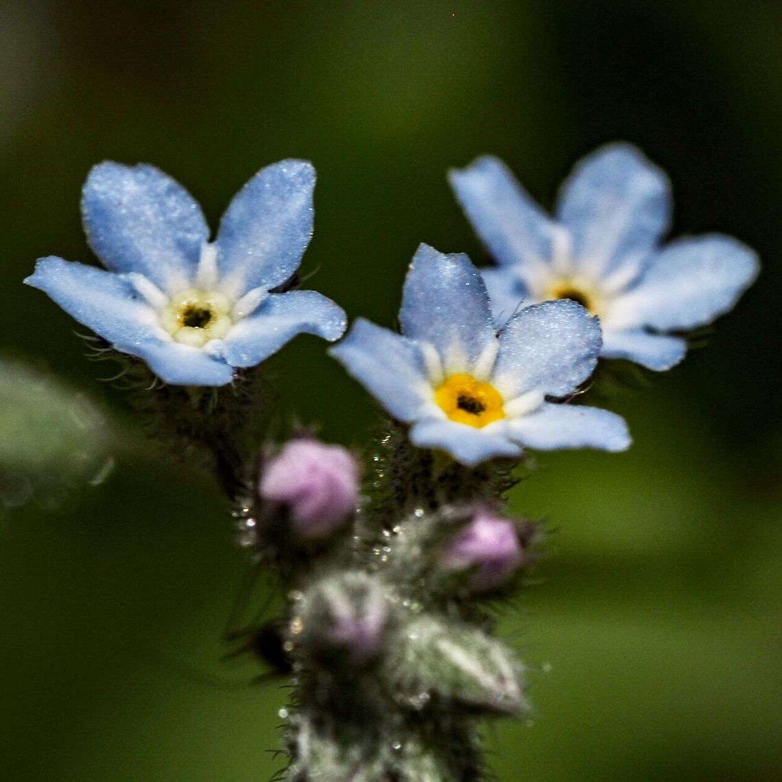 A Forget-Me-Not (Myosotis discolor) This Plant has, unfortunately, become a weed in our little gardens as well as seeding itself over most of property. Pity it is not a little showier! The flowers are quite tiny. It could be I have the wrong species! It would not be the first time... or the last. Canada,Changing forget-me-not,Geotagged,Myosotis discolor,Myosotis sylvatica,Summer,Woodland Forget-Me-Not