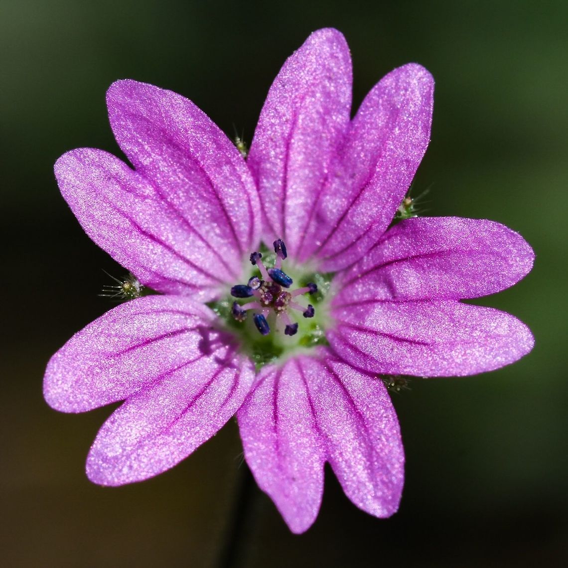 Dovesfoot Geranium (Geranium molle) Another &ldquo;weed&rdquo; that looks quite pretty all by itself! Canada,Geotagged,Geranium molle,Summer