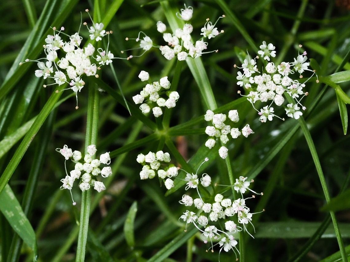 Water Parsley (Oenanthe sarmentosa) These flowers are just starting to appear and are still very low to the ground. As Lewis Clark says in his book, &ldquo;Wild Flowers of British Columbia&rdquo;, &ldquo;the soft stems may be a yard long, but are chiefly prostate, sending up short weak branches... At the ends of the branches appear loose, compound umbels of greenish-white flowers.&rdquo;. Canada,Geotagged,Oenanthe sarmentosa,Summer