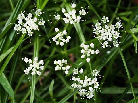 Water Parsley (Oenanthe sarmentosa) These flowers are just starting to appear and are still very low to the ground. As Lewis Clark says in his book, &ldquo;Wild Flowers of British Columbia&rdquo;, &ldquo;the soft stems may be a yard long, but are chiefly prostate, sending up short weak branches... At the ends of the branches appear loose, compound umbels of greenish-white flowers.&rdquo;. Canada,Geotagged,Oenanthe sarmentosa,Summer