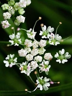 Closeup of Water Parsley Flowers (Oenanthe sarmentosa) Once again, pretty flowers, easily overlooked! Canada,Geotagged,Oenanthe sarmentosa,Summer