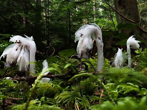 Ghost Plant (Monotropa uniflora) For some reason in our area these plants are quite a bit later than they usually are. Still a pleasure to find! Canada,Geotagged,Ghost Plant,Monotropa uniflora,Summer