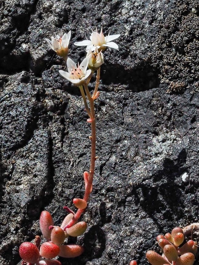 White Stonecrop (Sedum album) White stonecrop growing where you would think nothing could grow! Canada,Geotagged,Sedum album,Summer,White stonecrop