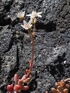 White Stonecrop (Sedum album) White stonecrop growing where you would think nothing could grow! Canada,Geotagged,Sedum album,Summer,White stonecrop