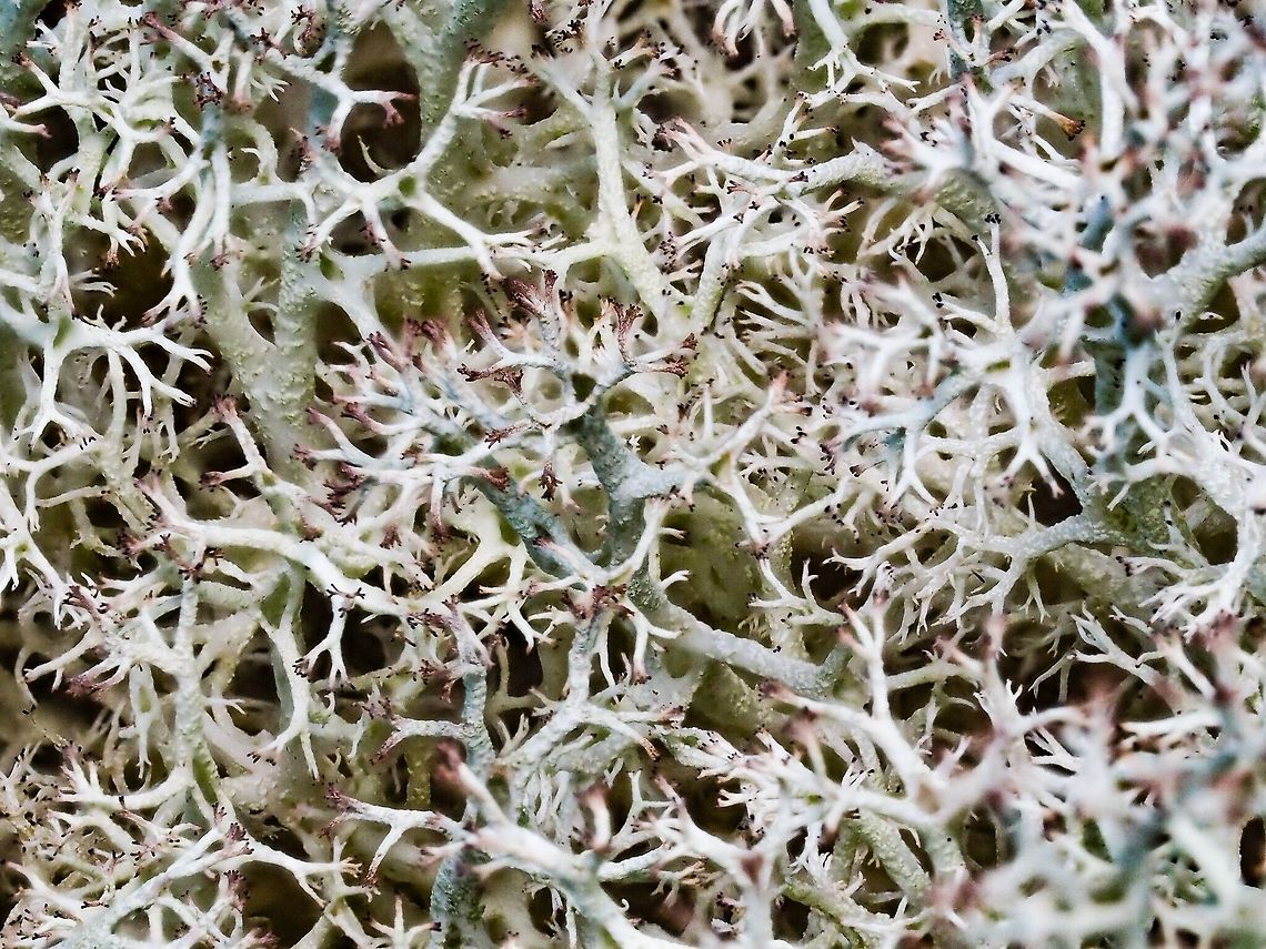 Cladonia mitis One of the reindeer lichens. Canada,Cladonia mitis,Geotagged,Reindeer Lichen,Summer