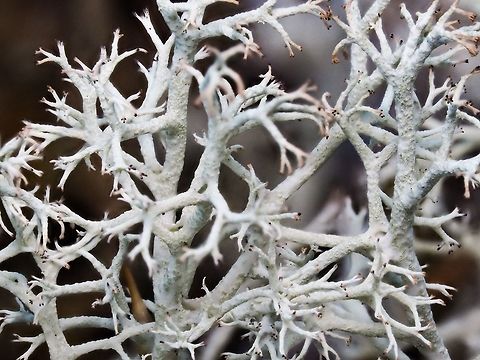 Close up of Cladonia mitis The photo was taken with the aid of a 64 LED lamp, a tripod and in camera focus stacking.   Canada,Cladonia mitis,Geotagged,Reindeer Lichen,Summer