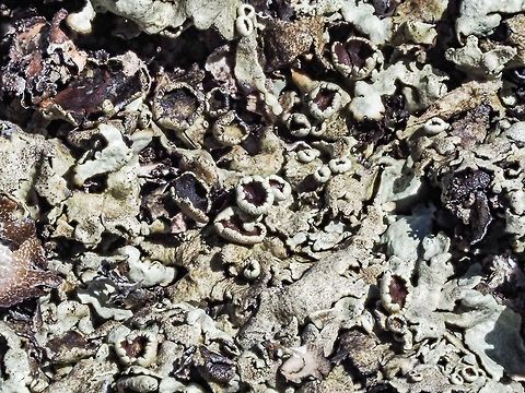 Rock Greenshield Lichen (Flavoparmelia baltimorensis) This lichen is very similar to F. caperata but grows on rocks as the common name suggests. Canada,Flavoparmelia baltimorensis,Geotagged,Rock greenshield lichen,Summer