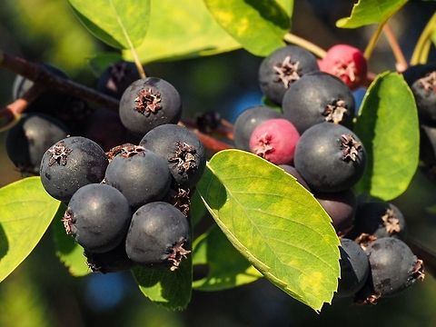 Saskatoon Serviceberry (Amelanchier alnifolia) These berries are supposedly quite tasty but have to admit the ones on this bush are rather bland, dry and pulpy. Pity really because there are quite a few this year. Amelanchier alnifolia,Canada,Geotagged,Summer,Western Serviceberry