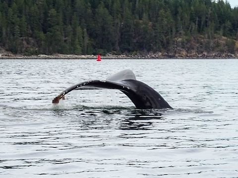 Humpback Whale (Megaptera novaeangliae) This photo is not as spectacular as some others of this species on Jungle Dragon. But, I have to add that when one is sitting in a small, 4 metre, boat with the motor not running and this whale surfaces less than 20 metres away it is quite awe inspiring. Now the law states that we are to remain at least 100 metres away which we were when we saw this whale sound and turned off the motor. It then surfaced very close to us. People watching? Canada,Geotagged,Humpback whale,Megaptera novaeangliae,Summer