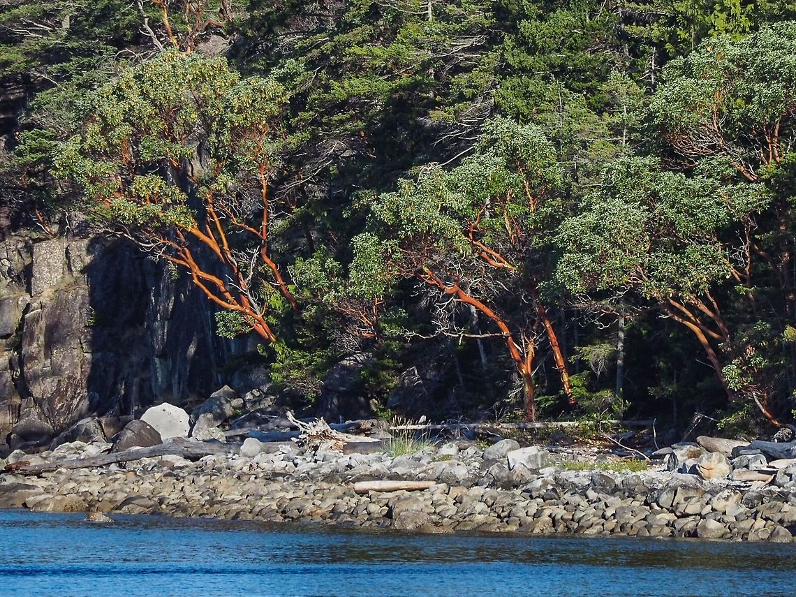 Arbutus Tree (Arbutus menziesii) An Arbutus tree to us, a Madrona tree to others. We are at the edge of the northern range of this spectacular tree. As such it is sometimes more susceptible to the fungus induced blight that can affect the A. menziesii. Arbutus menziesii,Canada,Geotagged,Pacific Madrona,Summer