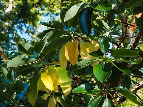 Arbutus Tree (Arbutus menziesii) The Arbutus (Madrona) tree does not lose its leaves in fall but in the summer after the new leaves are mature and functional. Arbutus menziesii,Canada,Geotagged,Pacific Madrona,Summer