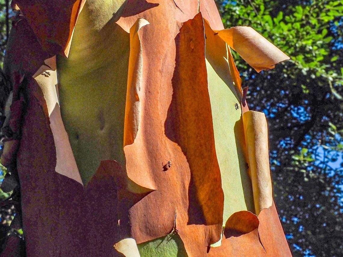 Arbutus (Madrona) Tree The lovely Arbutus tree is a rather messy one. Not the best to have in your yard, particularly in the summer when not only does it shed the old leaves but also sheds the old bark! Under the old bark is a beautiful green new “skin”. In fact the newer branches and trunks of the Arbutus are textured enough to feel like actual bare skin. It seems the ants are also interested and “photobombed” my shot. Arbutus menziesii,Canada,Geotagged,Pacific Madrona,Summer