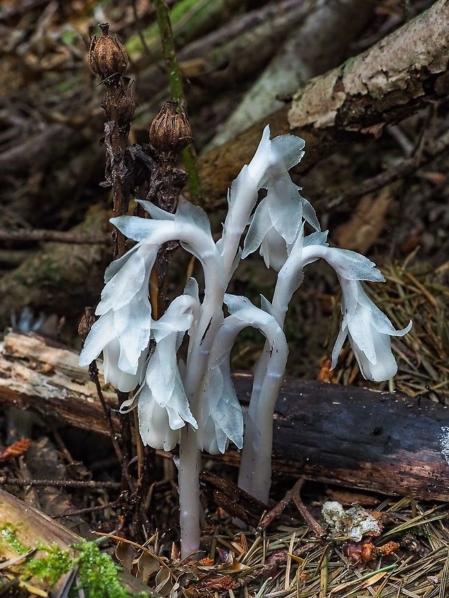 Ghost Plant, Indian Pipe, (Monotropa uniflora) Finally, a chance to photograph a beautiful specimen of this very interesting plant. Last year&rsquo;s stalks are clearly visible behind this year&rsquo;s. Unfortunately my favourite site where there were numerous plants had been &ldquo;harvested&rdquo; with every above ground plant part cut at ground level. Perhaps this article, <a href="https://www.americanherbalistsguild.com/sites/default/files/donahue_sean_-_ghost_pipe-_a_little_known_nervine.pdf" rel="nofollow">https://www.americanherbalistsguild.com/sites/default/files/donahue_sean_-_ghost_pipe-_a_little_known_nervine.pdf</a> ,may be the explanation. My only hope is that they return next year. Canada,Geotagged,Ghost Plant,Monotropa uniflora,Summer