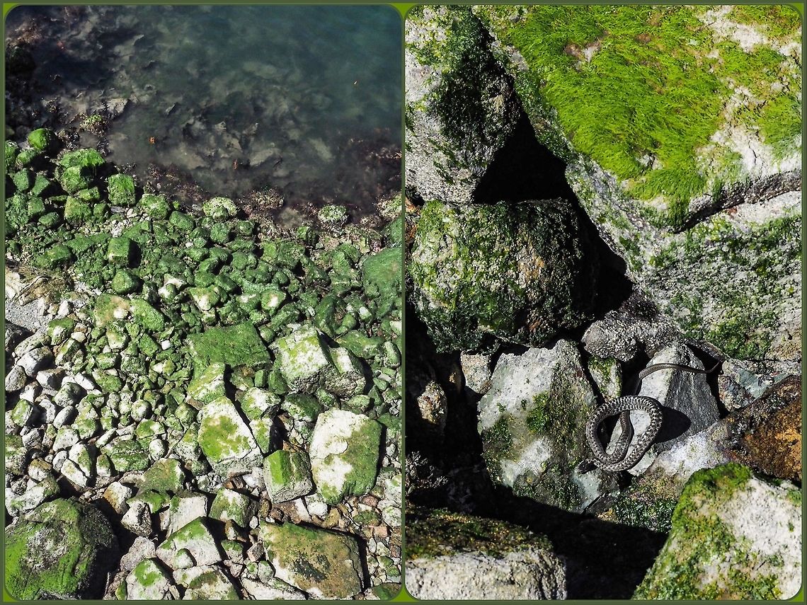 Wandering Garter Snake (Thamnophis elegans vagrans) In our area the Wandering Garter Snake likes to go “fishing” in and around the ocean. Can you spot this fellow in the left photo? They are very well camouflaged as evidenced by the right hand photo. At a low tide and the sunshine up to four of these fellows can be seen going over, under and around the rocks below our deck searching for prey or sunning themselves like my model is doing. I have also seen them in the ocean looking for food under the submerged rocks. Canada,Geotagged,Thamnophis elegans,Thamnophis elegans vagrans,Wandering Garter Snake,Western terrestrial garter snake