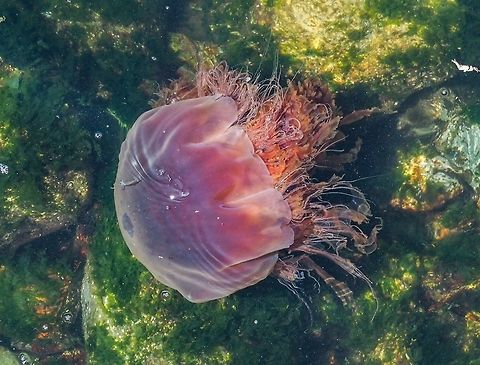 A Smaller Lion’s Mane Sea Jelly (Cyanea capillata) Another view downward from our deck. Fortunately this fellow was in close to shore, the water was clear and it was close to the surface. This sea jelly as it appears is about 35cm across. Canada,Cyanea capillata,Geotagged,Lions mane jellyfish,Summer