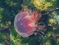 A Smaller Lion’s Mane Sea Jelly (Cyanea capillata) Another view downward from our deck. Fortunately this fellow was in close to shore, the water was clear and it was close to the surface. This sea jelly as it appears is about 35cm across. Canada,Cyanea capillata,Geotagged,Lions mane jellyfish,Summer